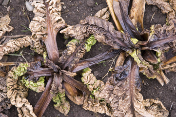 Rotting chard