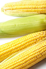 Fresh corn vegetable