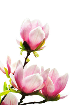 Fototapeta magnolia tree blossoms on white background