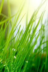 green grass background