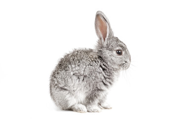 Adorable cute rabbit sit on white background