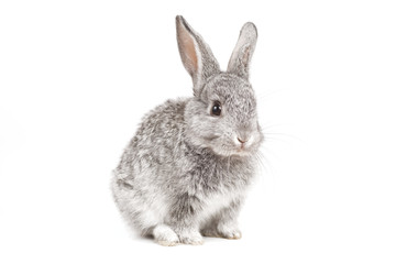 Adorable cute rabbit sit on white background