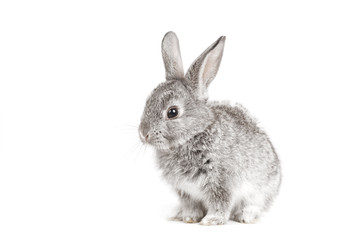 Adorable cute rabbit sit on white background