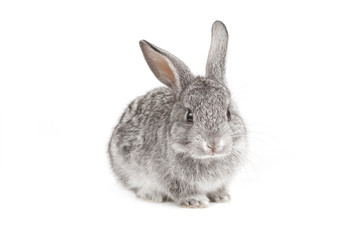 Adorable cute rabbit sit on white background