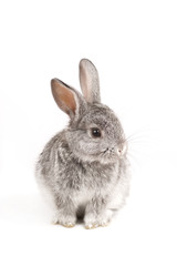 Adorable cute rabbit sit on white background