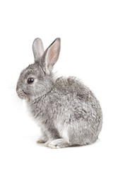 Adorable cute rabbit sit on white background