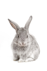 Adorable cute rabbit sit on white background