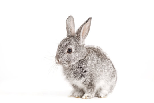 Adorable cute rabbit sit on white background