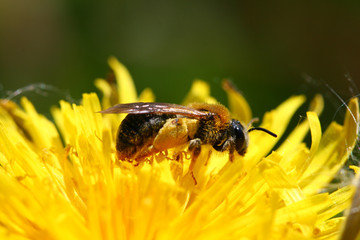 bee