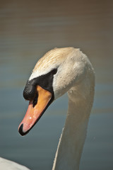 Mute Swan Closeup