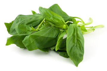 Basil