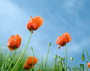 Mohnblume (Papaver rhoeas)