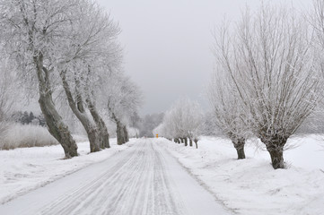 Avenue of willows in a winter landscape