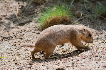 Mongoose (Herpestidae) in the sand eating grass