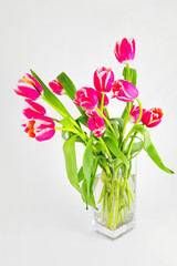 fresh tulips in vase