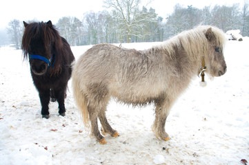 ponies in snow