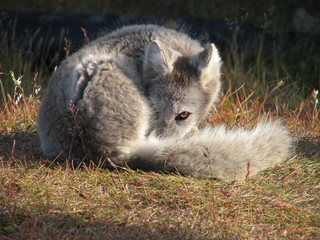 arctic_fox