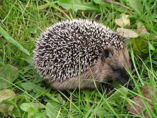 hedgehog in the grass © jonnysek
