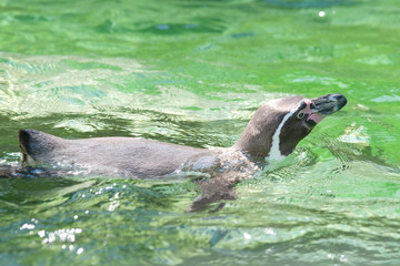 Spheniscus penguins (wedge-shaped) swimmin