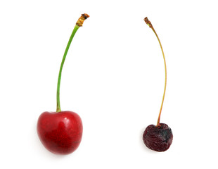Rotten and fresh sweet cherries