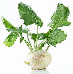 Cabbage kohlrabi on a white background