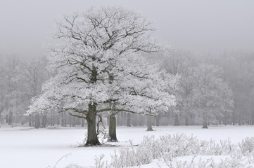 Old oak tree covered with white frost