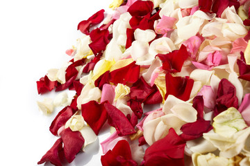 rose petals on the white background