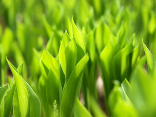Lily of the valley background