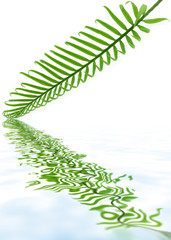 feuille juvénile de palmier sagoutier