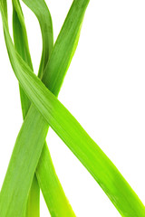 Green leaves isolated on white