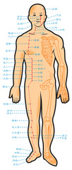 Chinese acupuncture points scheme, vector