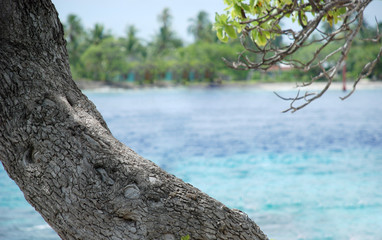tronc,arbre,palmier,mer,ocean