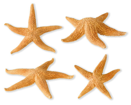 Isolated seastar collection. Four dried sea stars isolated on white background
