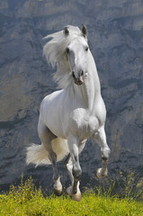 Fototapety  biały koń biegnie galopem