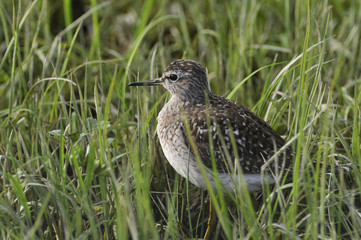 Wood Sandpiper feeding in a wetland bird reserve