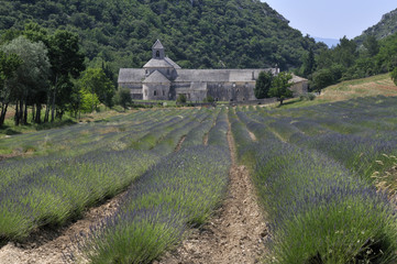 Monk monastery Senanque with lavender field