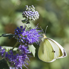Butterfly Large white on Caryopteris or Bluebeard - 29028002