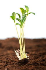 Green seedling illustrating concept of new life
