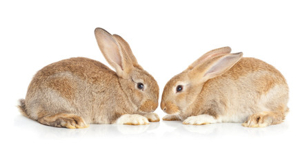 Coppia di conigli