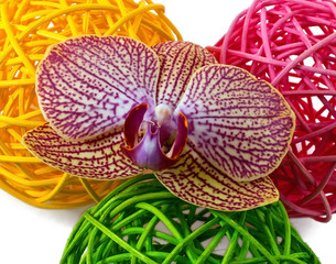 Elegant violet orchidea with decoration balls