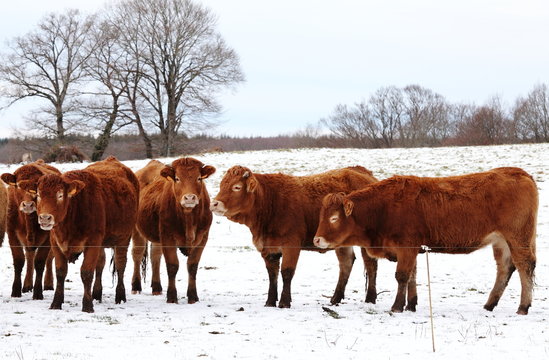 Limousin Cows In Winter Snow