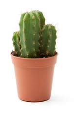 Cactus isolated on a white background with