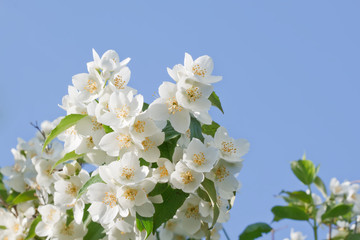 White jasmine flowers