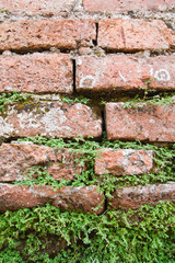 Old brick wall , parasite plant on brick wall