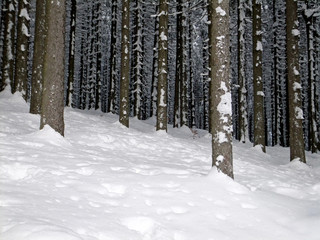 Deep winter forest