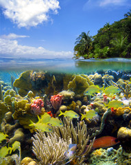 Surface and underwater scenery in the Caribbean sea with colorful marine life in a coral reef and...