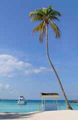Palm Tree on a Caribbean Island