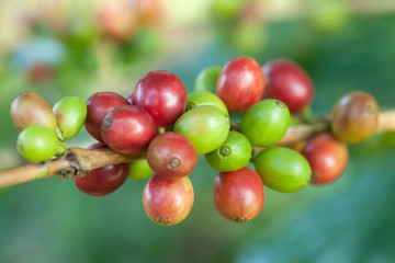 Coffee beans on plant