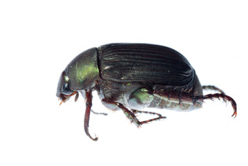 scarab beetle