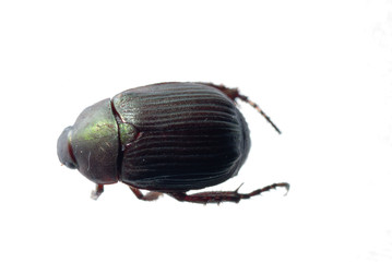 scarab beetle